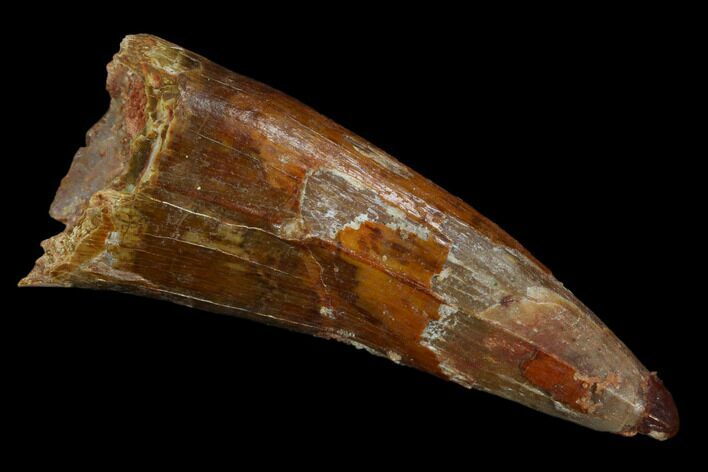 Cretaceous Fossil Crocodile Tooth - Morocco #117946